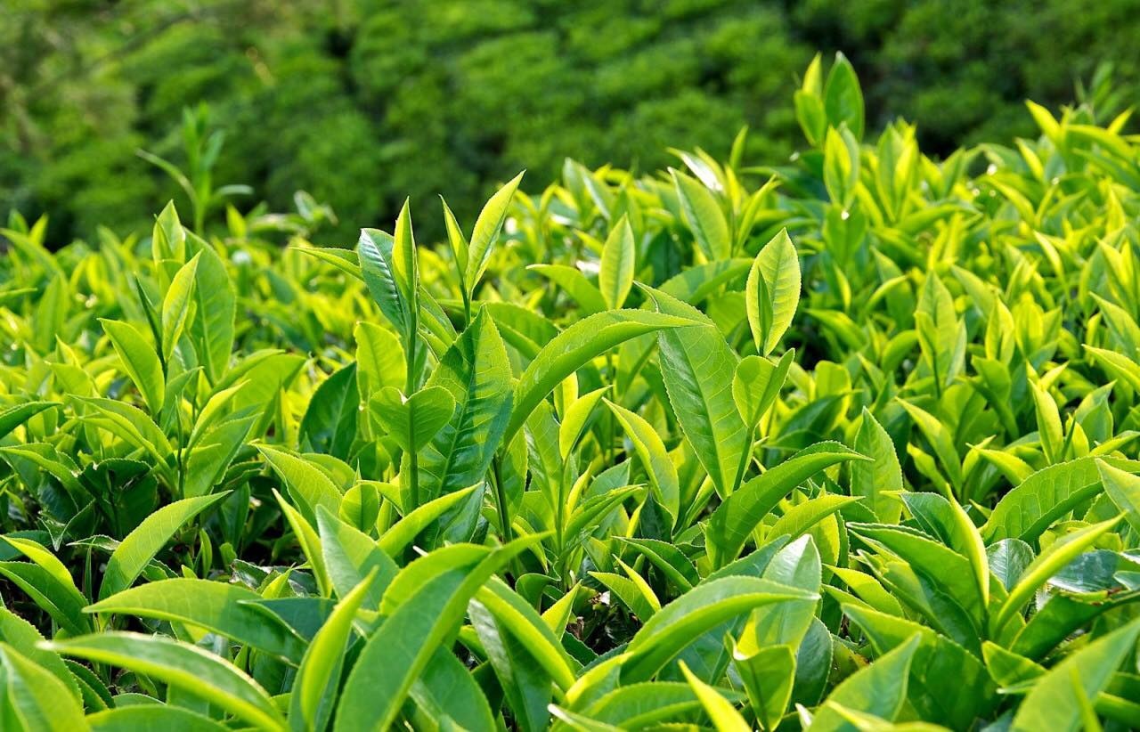 công dụng trà xanh cho da